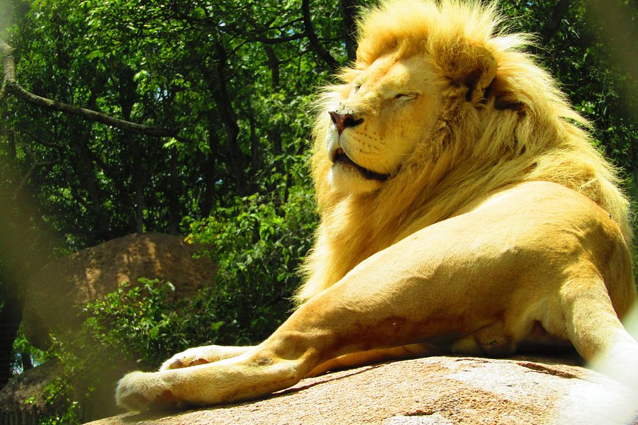 Lion and Cheetah Park image