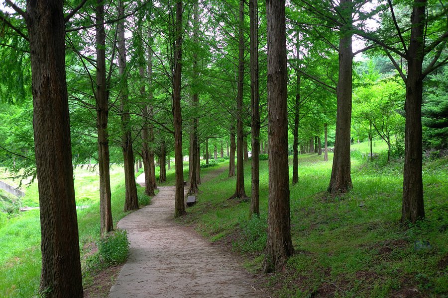 Midongsan Arboretum image