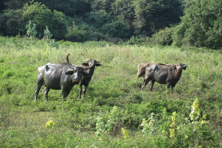 Maduru Oya National Park image