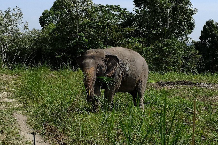 Phuket Elephant Park image