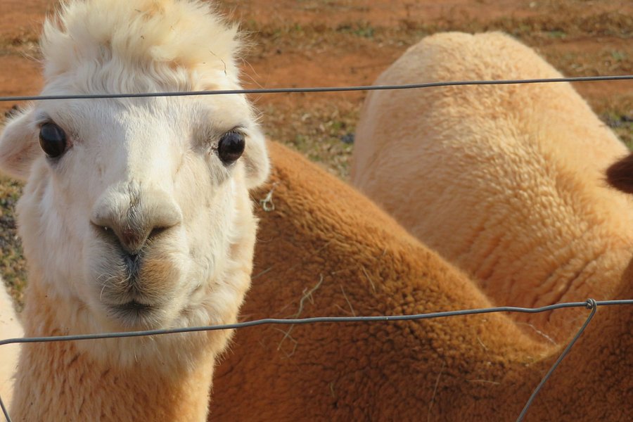 A Goode View Alpaca Farm image