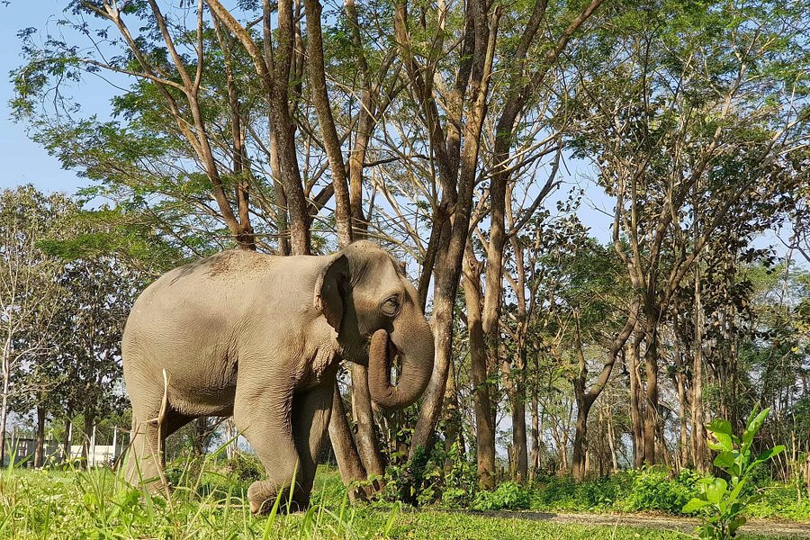 Elephant Valley Thailand image