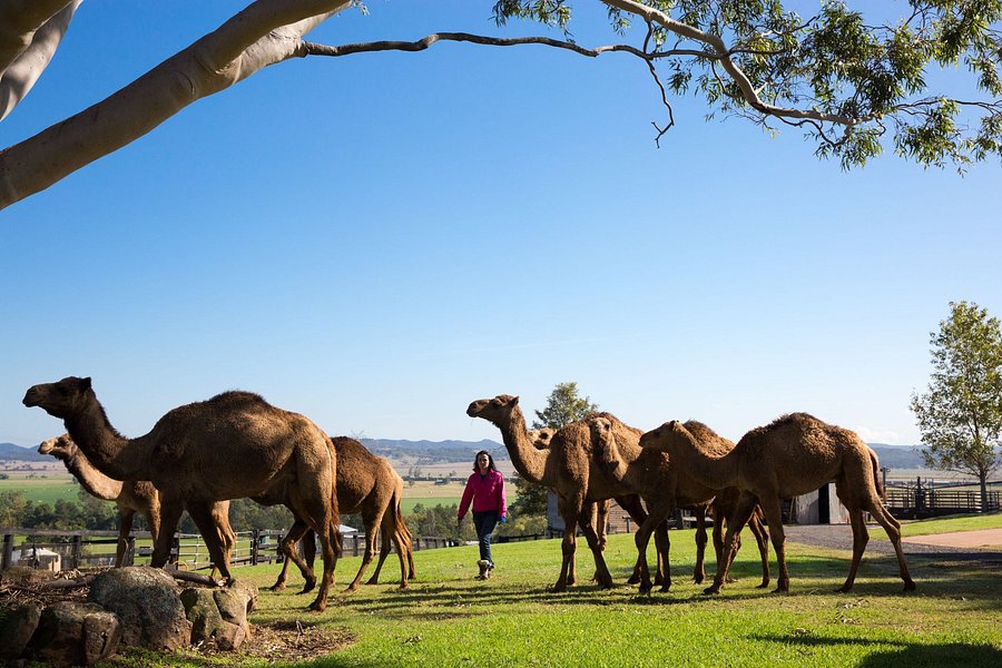 Camel Milk NSW image