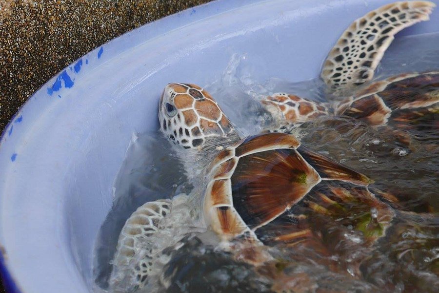Sea Turtle Conservation Center, Sattahip image