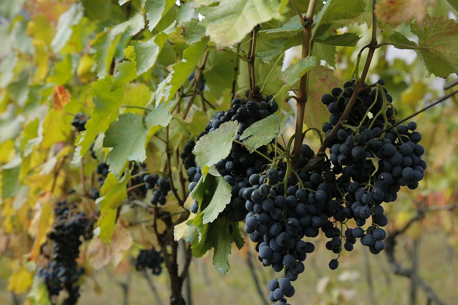 Vakhtang Aslanikashvili Winery image