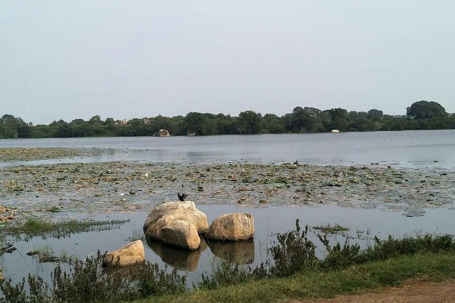 Trincomalee Crocodile Lake image