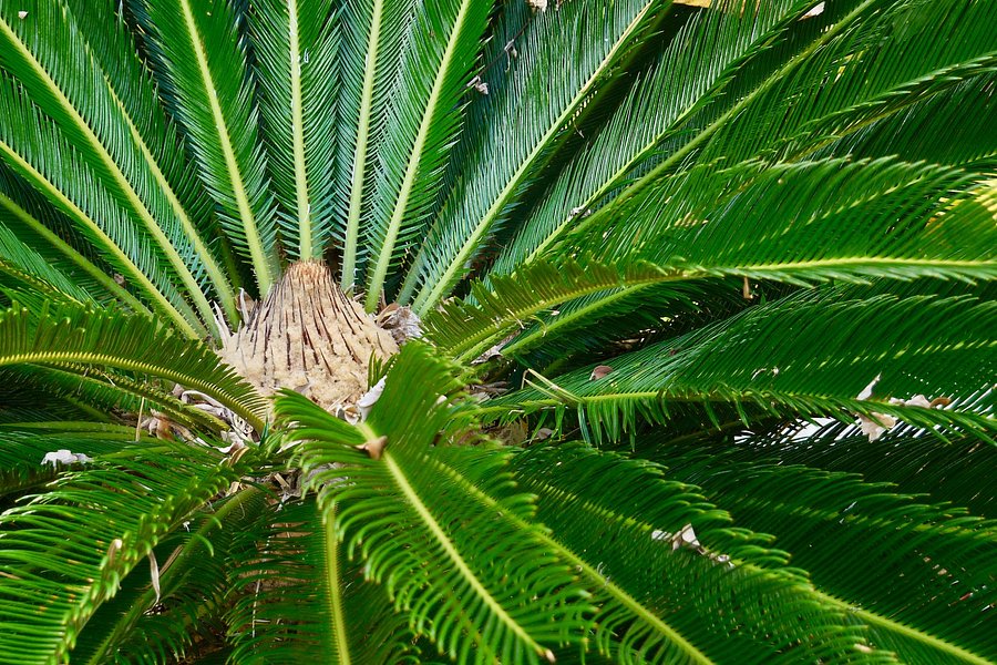 Palm Tree Gardens Botanical Garden image