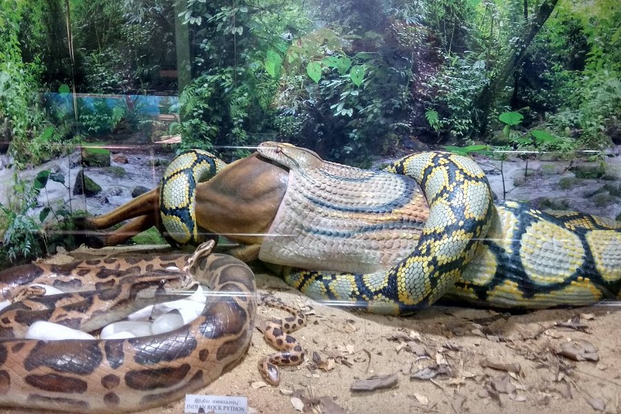 Guindy Snake Park image