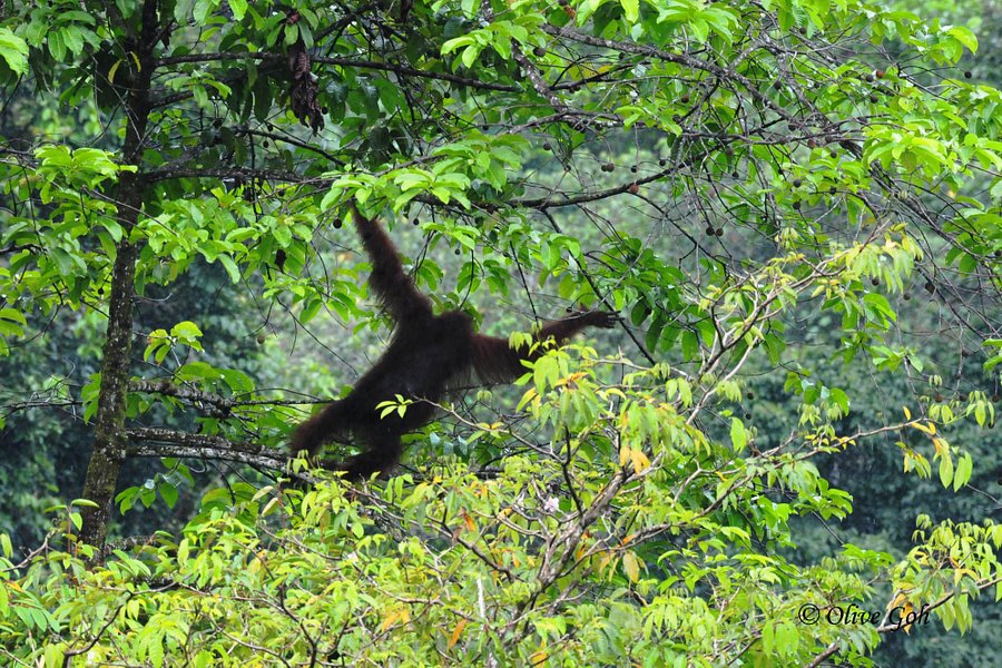 Deramakot Forest Reserve image