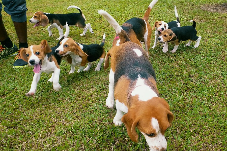 The Beagle Mania image