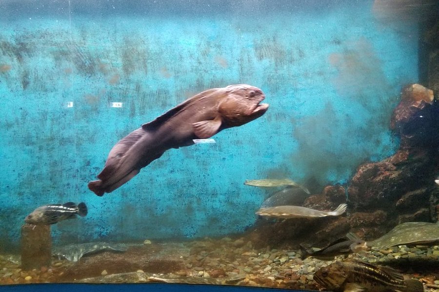 Wakkanai City Noshappu Aquarium image