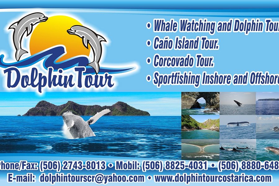 Dolphin Tours image