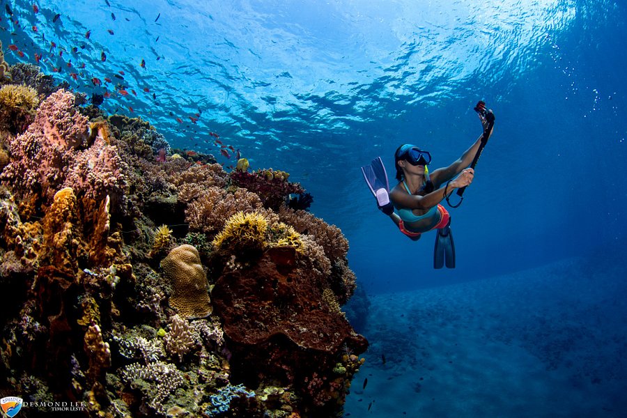 Aquatica Dive Resort image