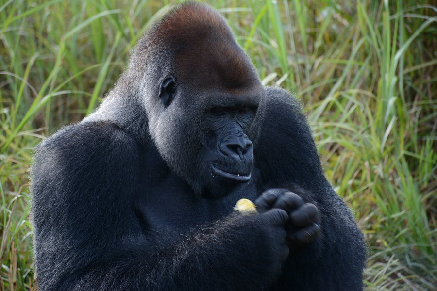 Réserve Naturelle de Gorilles de Lésio-Louna-Léfini image