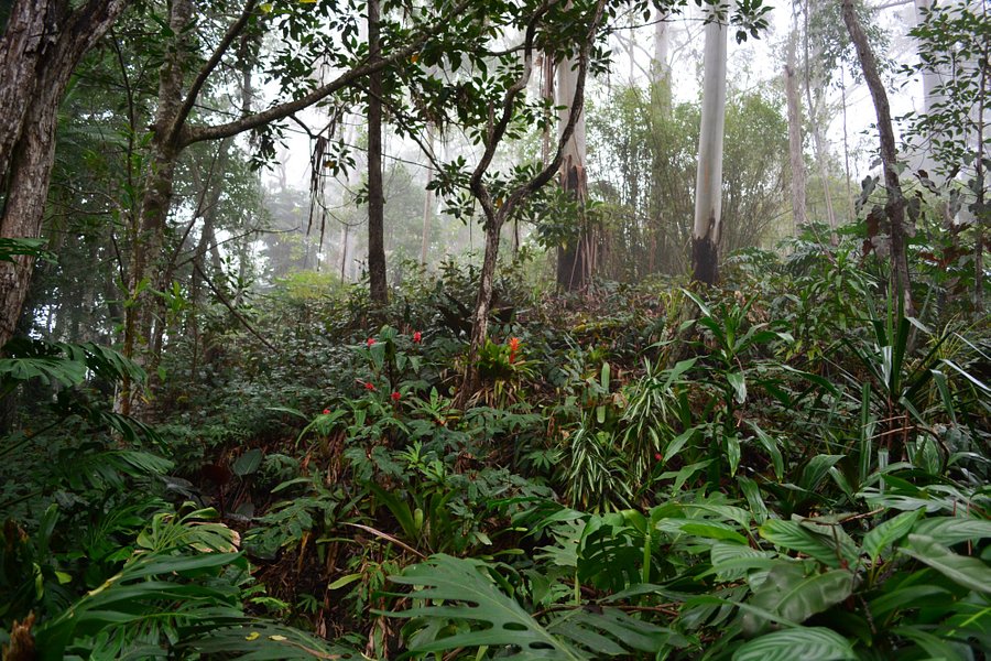 Kona Cloud Forest Sanctuary image