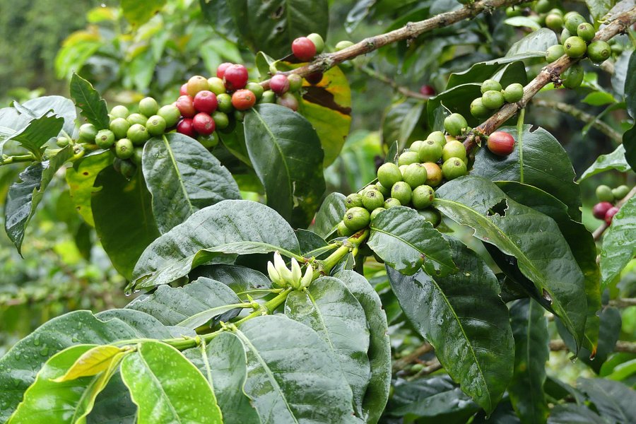 Las Acacias Coffee Farm image