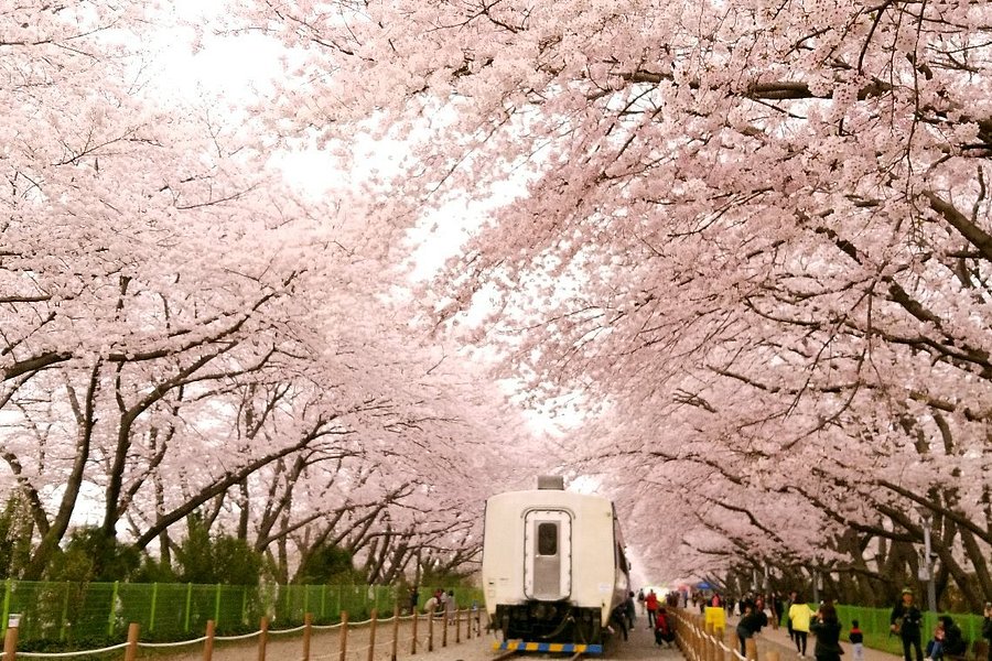 Gyeonghwa Station Cherry Blossom Road image