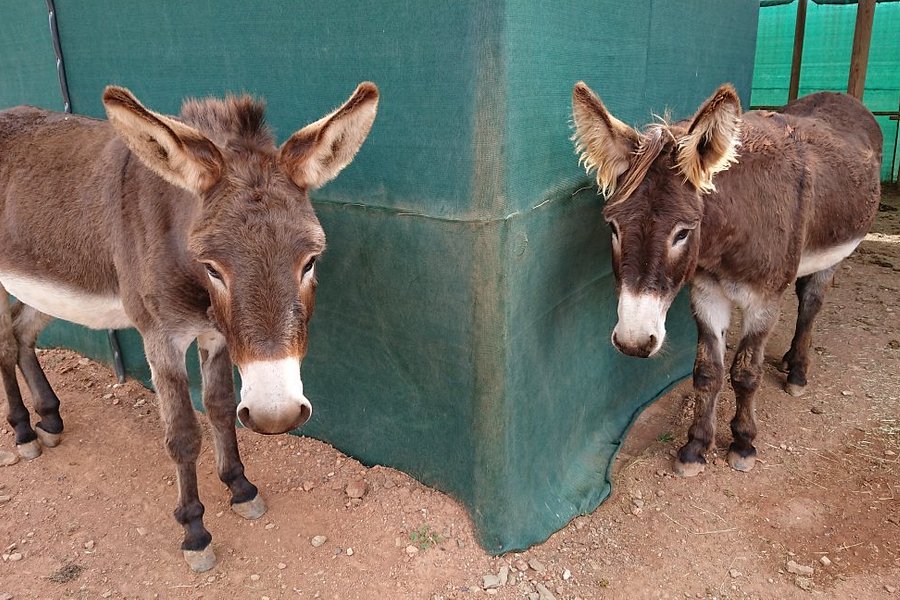Eseltjiesrus Donkey Sanctuary image