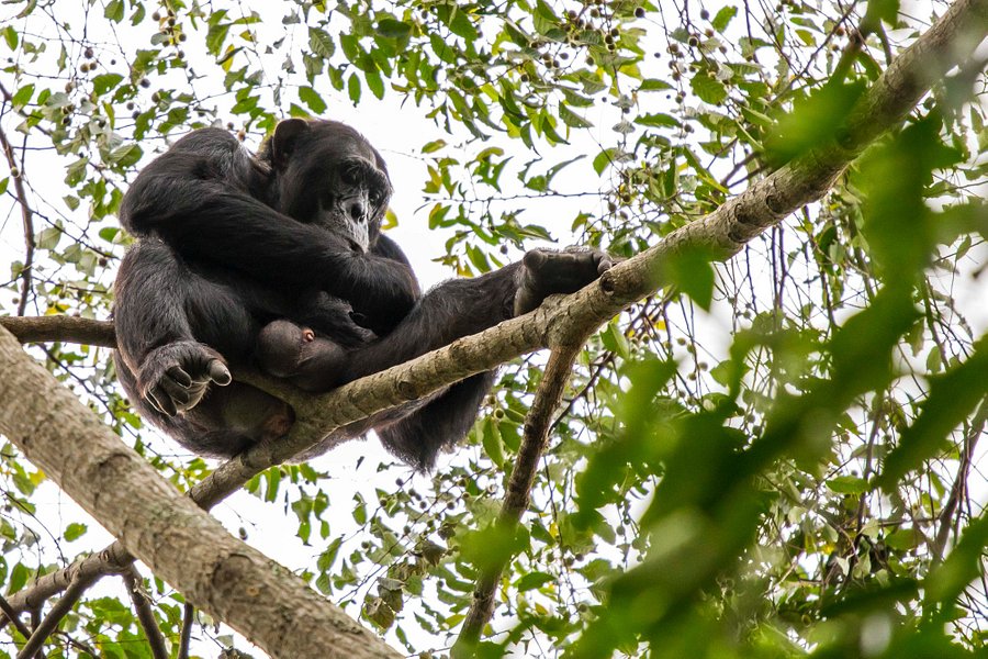 Budongo Forest Chimpanzee Tracking image