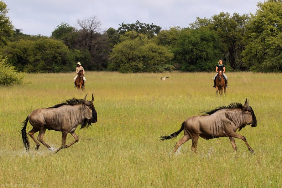 Hwange Horseback Safaris image