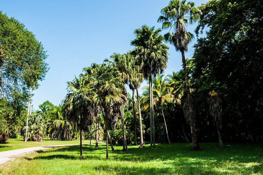 Jardin Botanico de Cupaynicu image