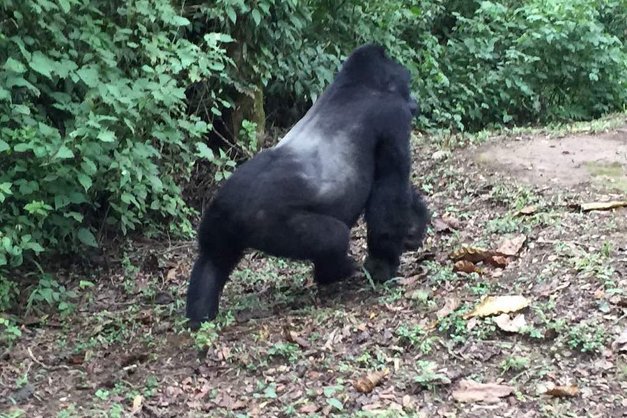 Mountain Gorilla Trekking Tours image