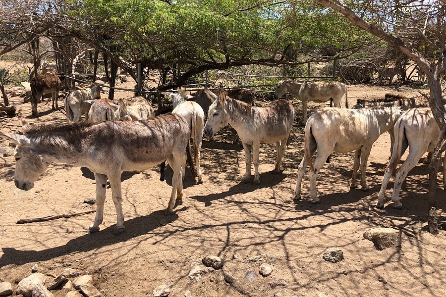 Donkey Sanctuary Aruba image