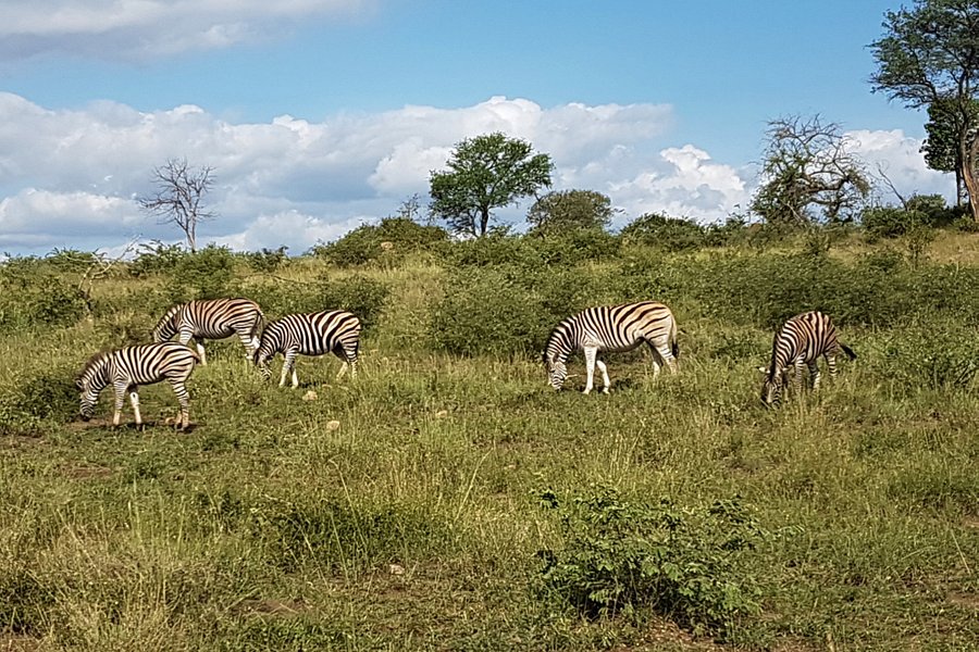 Pilanesberg National Park image