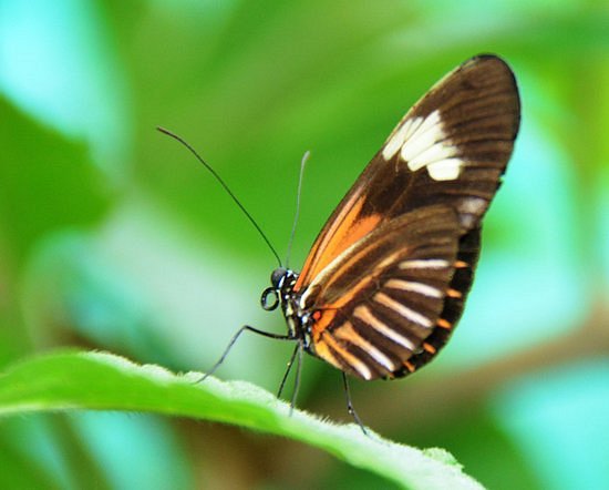 Nathaly Butterfly Garden image