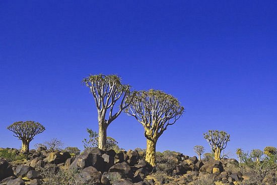 Quivertree Forest and Giant's Playground image