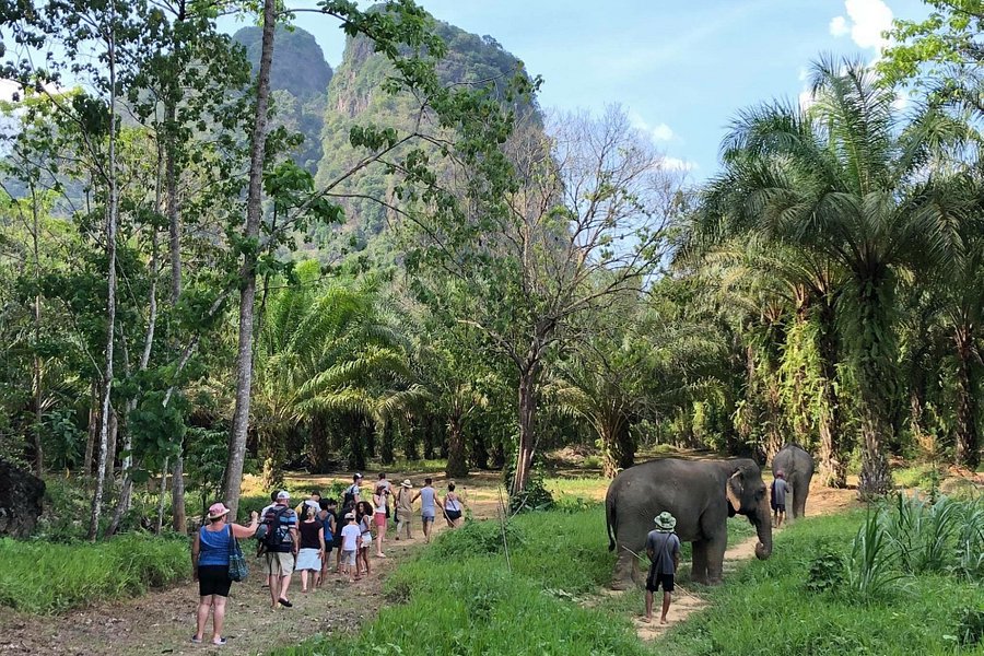 Khao Sok Elephant Sanctuary image