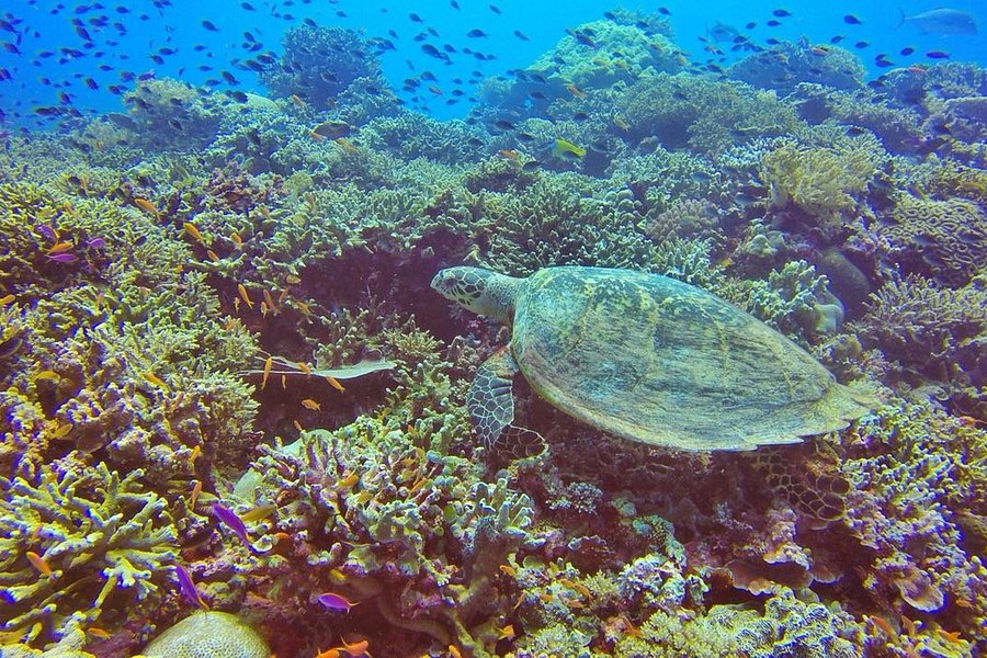 Tubbataha Reef image
