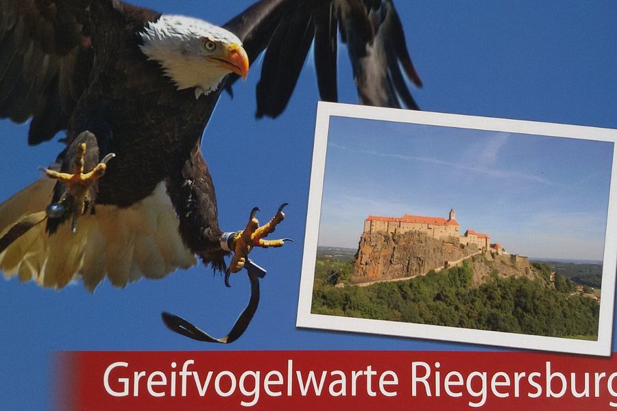 Greifvogelwarte Riegersburg image