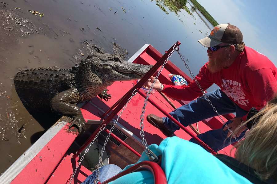 New Orleans Airboat Tours image