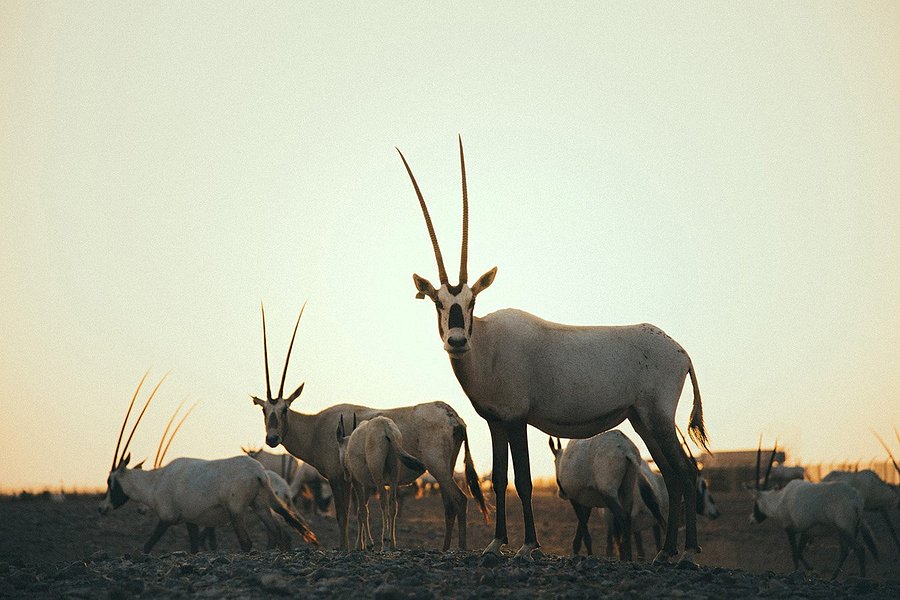 Arabian Oryx Sanctuary image
