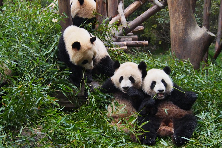 Giant Panda Breeding Research Base (Xiongmao Jidi) image
