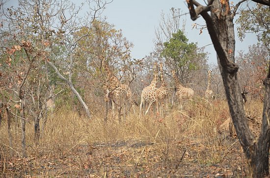 Bouba Njida National Park image