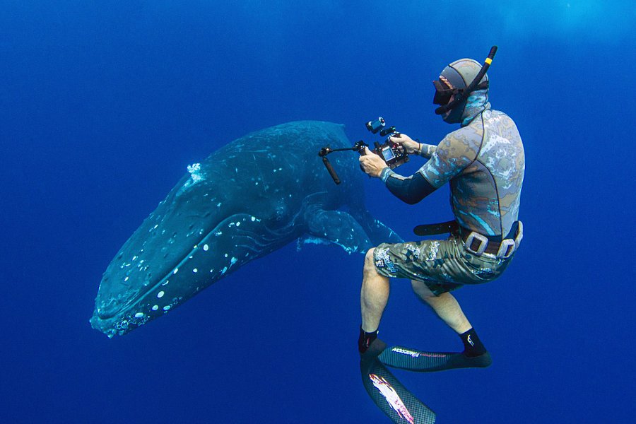 Whale Dive Tonga image