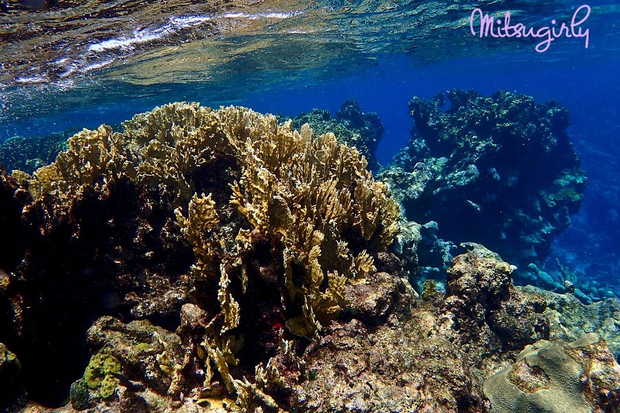 Buck Island Reef National Monument image