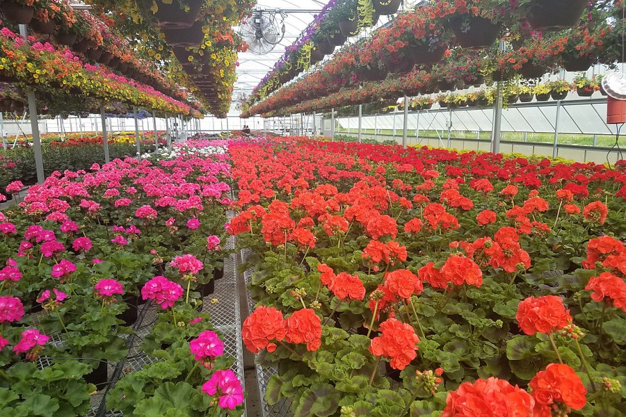 Caan Floral and Greenhouses image