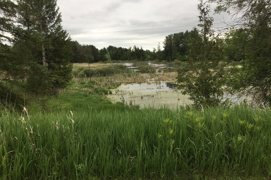 Palgrave Forest and Wildlife Area image