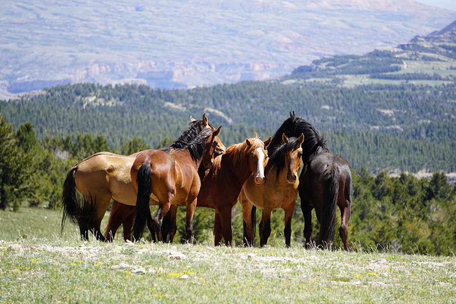 Pryor Mountain Wild Mustang Center image