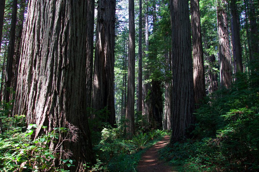 Prairie Creek Redwoods State Park image