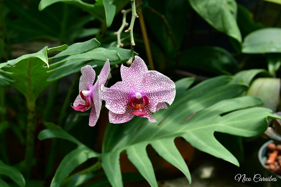Orchid World & Tropical Flower Garden image