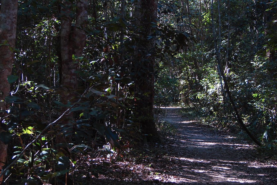 Iluka Rainforest Walking Track image