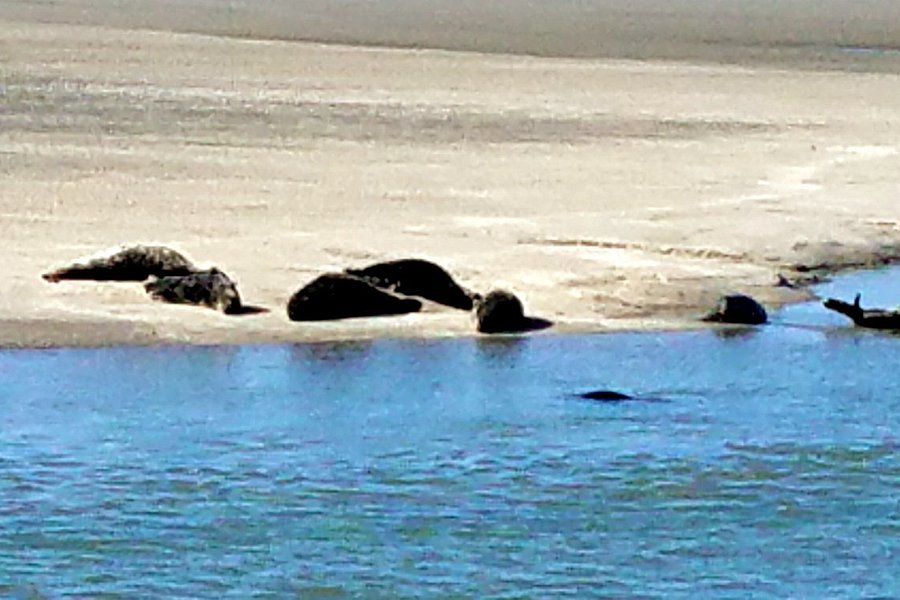 Les Phoques de la Baie d'Authie image