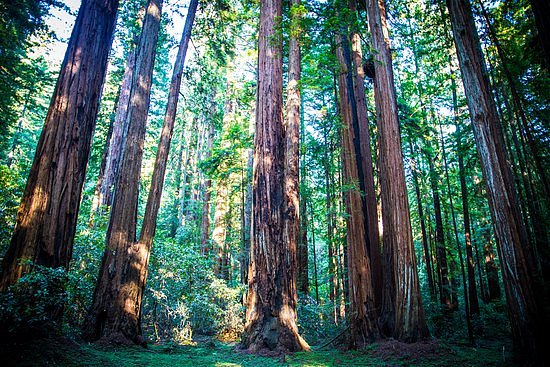 Armstrong Redwood State Reserve image