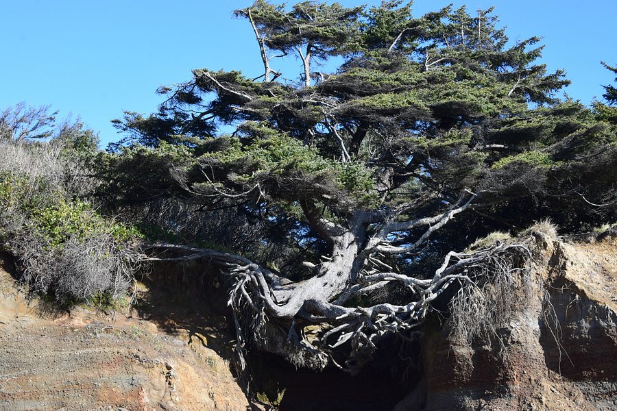 Tree Root Cave image