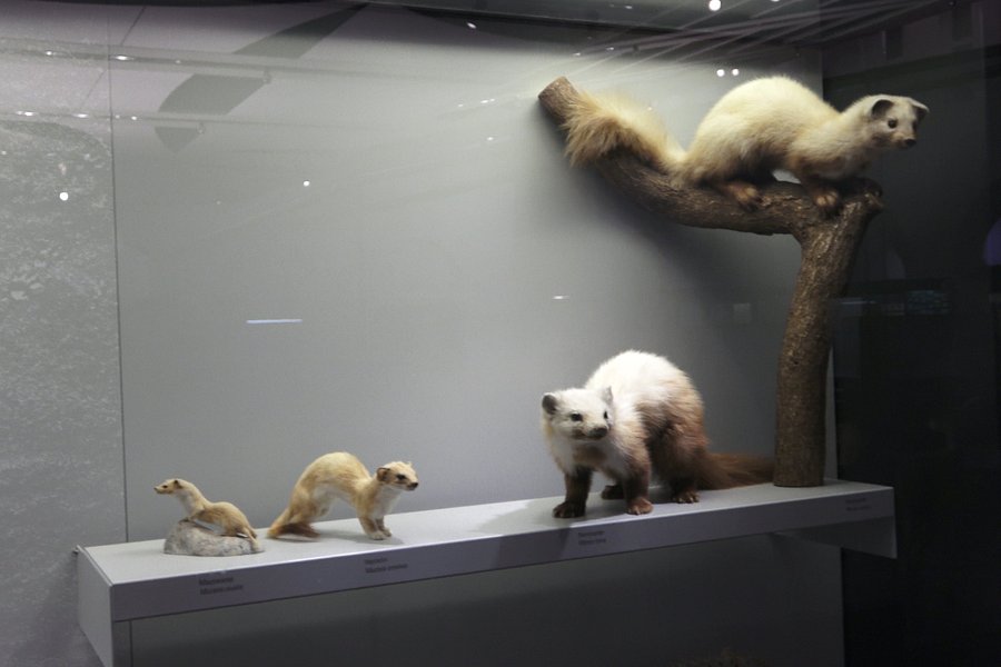 Zoological Museum image