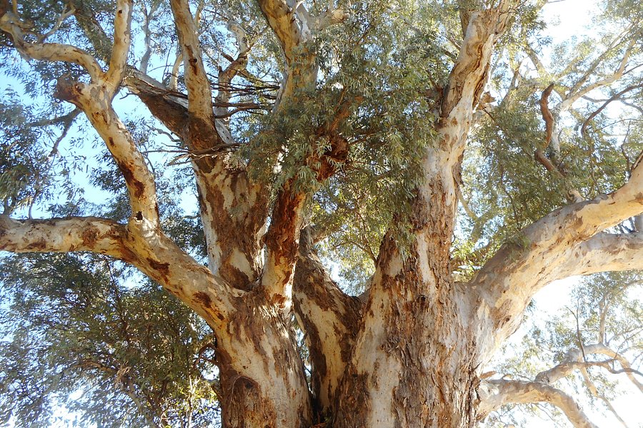 Giant Red Gum Tree image